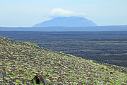D07786 Flowers on Cinder Cone Slopes with Big Southern Butte Photograph by Ed Cooper Photography