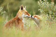 Daddy's Girl - Red Fox FAther and its Young Fox Kit Photograph by Roeselien Raimond