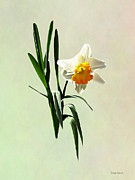 Daffodil Taking a Bow Photograph by Susan Savad Daffodil Taking a Bow Photograph by Susan Savad