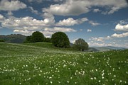 Daffodils Blossimg At Cavalla Plains 2016 2 Photograph by Enrico Pelos