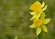 Daffodils Poem by William Wordsworth Photograph by Olga Hamilton