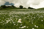 Daffodils White Blossoming With Little White Lilly 6 Photograph by Enrico Pelos