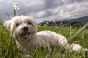 Daffodils White Blossoming With Little White Lilly 8 Photograph by Enrico Pelos