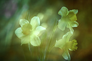 Daffodils1 Photograph by Loni Collins