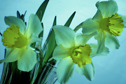 Daffodils2 Photograph by Loni Collins