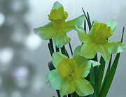 Daffodils3 Photograph by Loni Collins