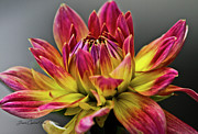 Dahlia Flame Photograph by Joann Copeland-Paul