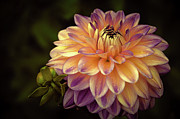 Dahlia in Peach and Lavender Photograph by Julie Palencia