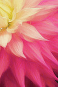 Dahlia Petals Photograph by Philip Preston