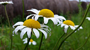 Daisies Photograph by Brook Burling