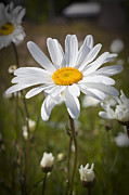 Daisy 1 Photograph by Kelley King