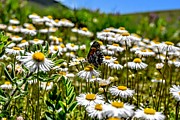 Daisy has Company Photograph by Michael Brungardt