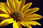 Daisy Photograph by Lois Bryan