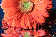 Daisy Petals and Reflections Photograph by Angela Murdock