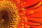 Daisy sunrise Photograph by Karen Smale
