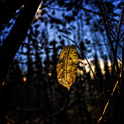 Dan Creek Gold Photograph by Fred Denner