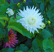 Dance of Life Photograph by Joyce Creswell