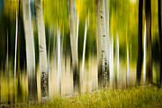 Dancing Aspens Photograph by Joye Ardyn Durham