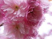 Dancing Blossom Photograph by Brenda Kean