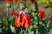 Dancing Gal Photograph by Sandra Lee Scott