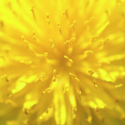 Dandelion extreme close-up Photograph by Karen Smale