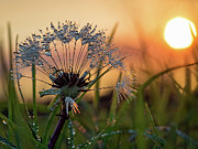 Dandelion Sunset 2 Photograph by Brad Boland
