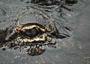 Dangerous Stalker Photograph by Carolyn Marshall