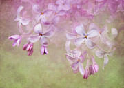 Dangle Me Lilac Photograph by Kathi Mirto