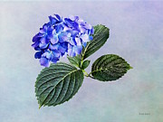 Dark Blue Hydrangea with Leaves Photograph by Susan Savad Dark Blue Hydrangea with Leaves Photograph by Susan Savad