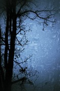 Dark Tree Silhouette  Photograph by Jason Nicholas