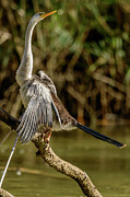 Darter 01 Photograph by Werner Padarin