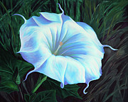 Datura Flower Painting by Cheryl Fecht