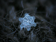 December 18 2015 - snowflake 2 Photograph by Alexey Kljatov