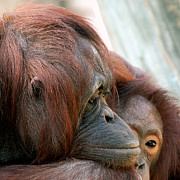 Deep in Thought Photograph by Donna Proctor