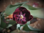 Deep Purple Tulip Photograph by Allen Nice-Webb Deep Purple Tulip Photograph by Allen Nice-Webb