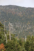 Deeper Into Forest Photograph by Allen Nice-Webb