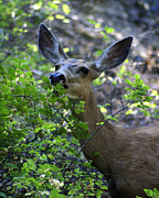 Deer having Lunch Photograph by Ben Upham III