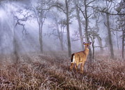 Deer Me Photograph by Andrea Kollo