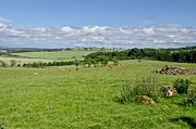 Deer pasture in Beecraigs Country Park. Photograph by Elena Perelman