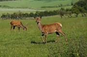Deers on a hill pasture. Photograph by Elena Perelman Deers on a hill pasture. Photograph by Elena Perelman