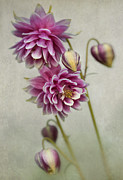 Delicate pink columbine Photograph by Jaroslaw Blaminsky Delicate pink columbine Photograph by Jaroslaw Blaminsky