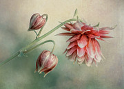 Delicate red columbine Photograph by Jaroslaw Blaminsky Delicate red columbine Photograph by Jaroslaw Blaminsky
