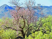 Desert Ironwood Beauty Photograph by Judy Kennedy