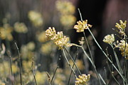 Desert Milkweed Photograph by Colleen Cornelius