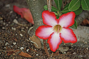 Desert Rose Flower Photograph by Terri Mills