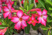 Desert Rose or Chuanchom DTHB2108 Photograph by Gerry Gantt