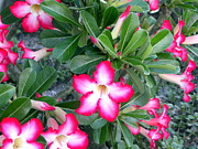 Desert Rose Photograph by Terri Mills