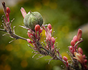 Desert Seed Pod 2 Photograph by Kelley King