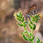 Desert spring life Photograph by Tatiana Travelways