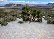Desert Tree Photograph by Patrick Boening